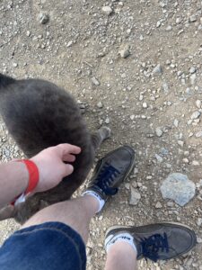 Stray cats of Mount Lycabettus